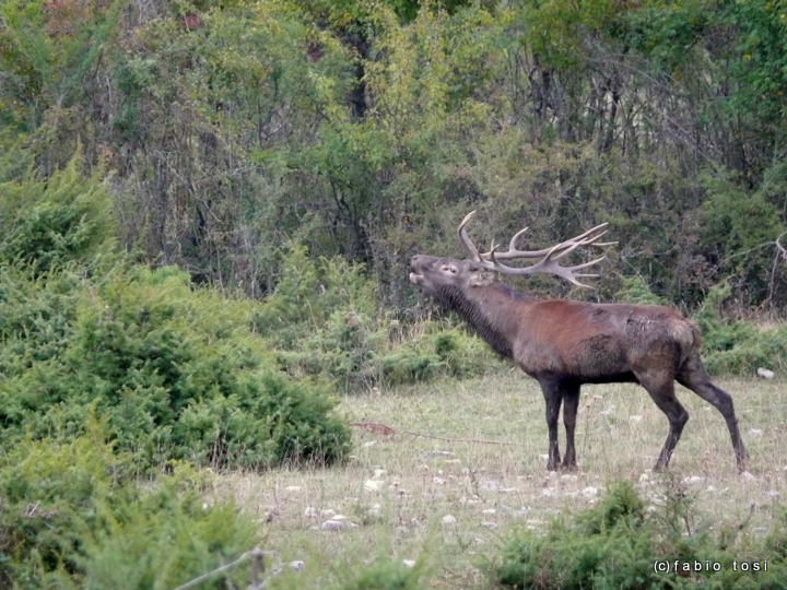 Alla corte di Sua Maest l''Unicorno - (fotoracconto fantasy)